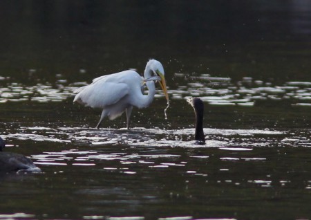 「僕にもチョウダイ！」
