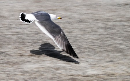 「海猫が飛んだ日」