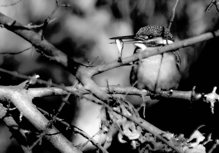 「妻へのみやげ」