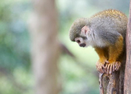 「見つめるものは」